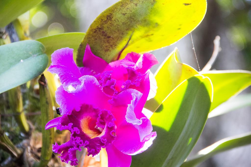 Pousada Da Mata Iriri Ngoại thất bức ảnh