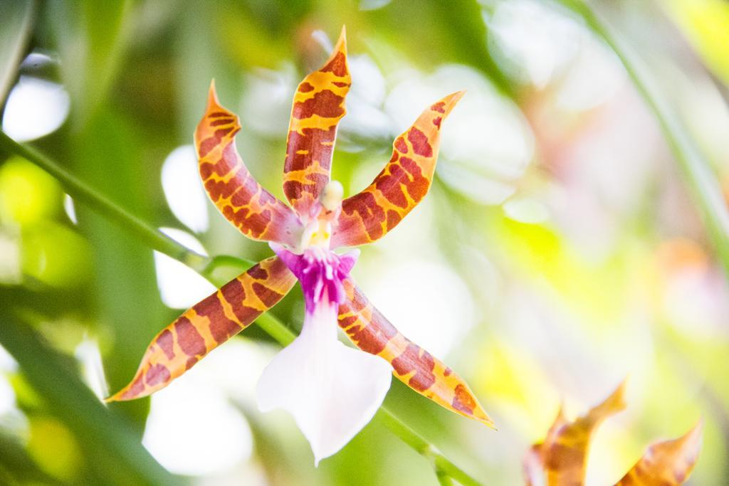 Pousada Da Mata Iriri Ngoại thất bức ảnh