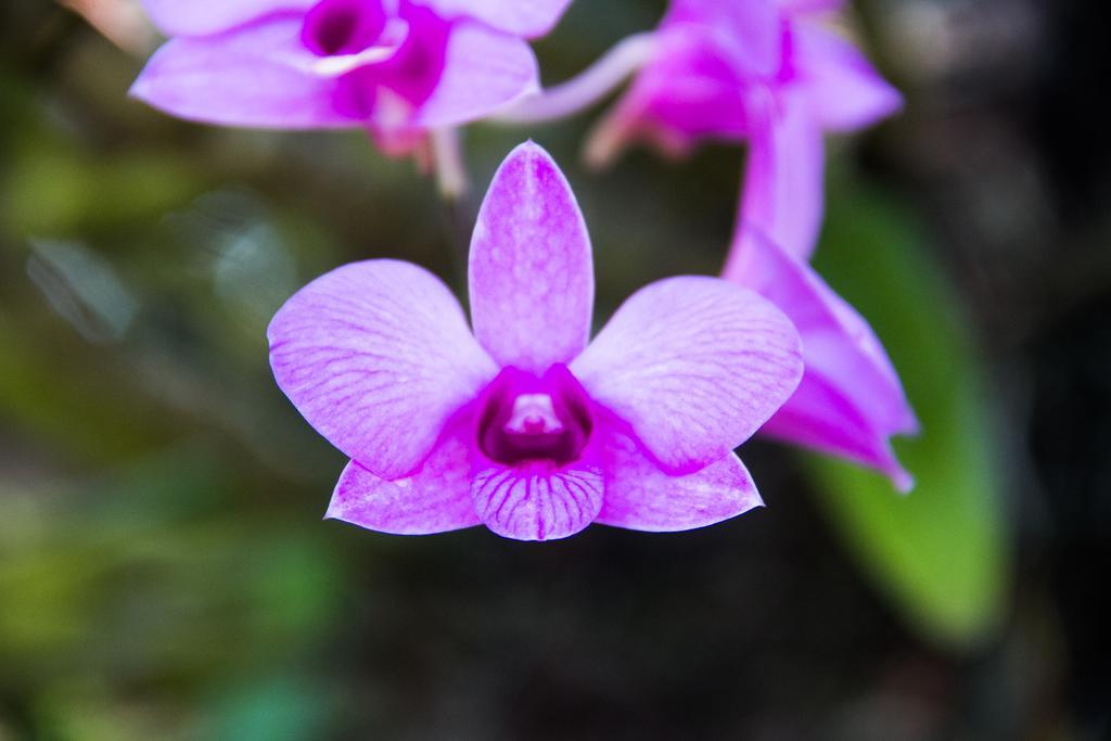Pousada Da Mata Iriri Ngoại thất bức ảnh