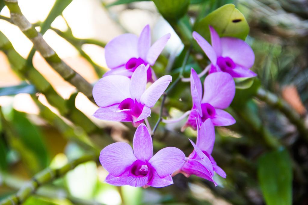 Pousada Da Mata Iriri Ngoại thất bức ảnh