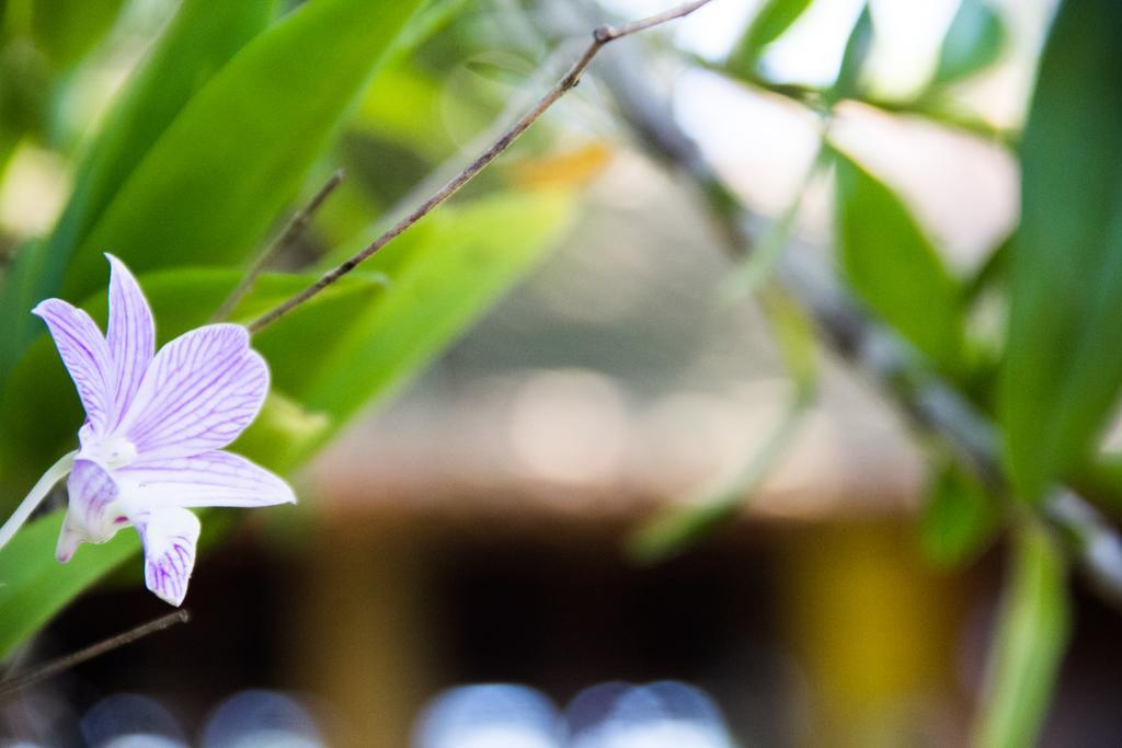 Pousada Da Mata Iriri Ngoại thất bức ảnh