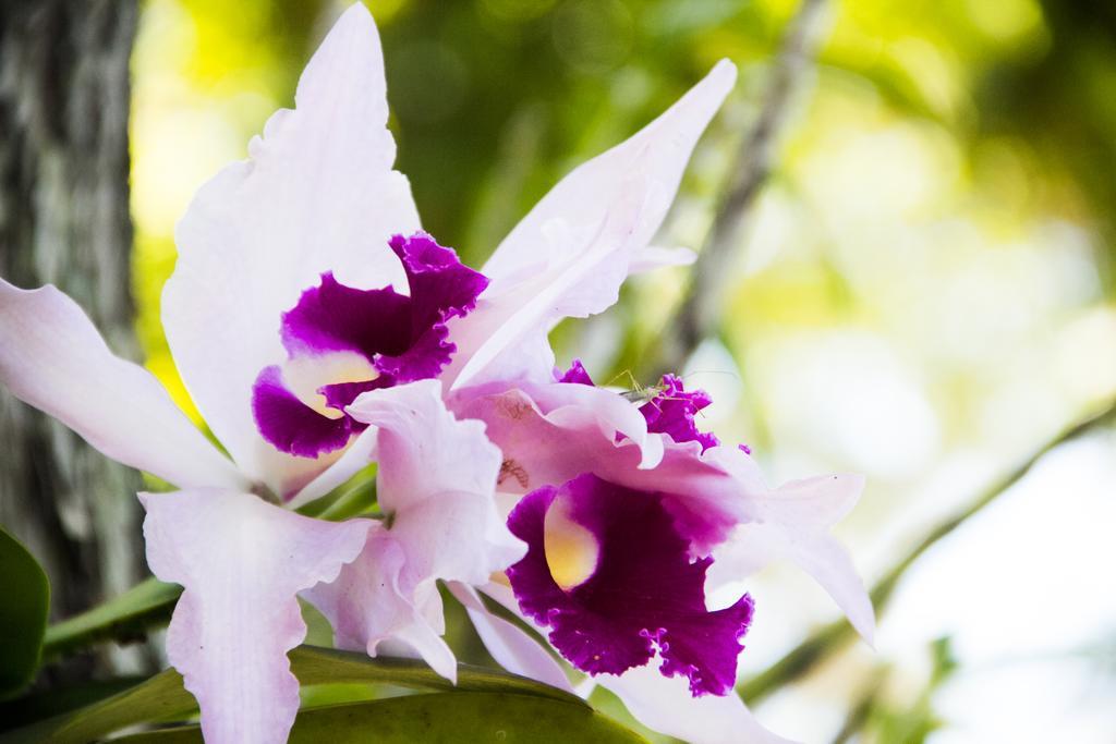 Pousada Da Mata Iriri Ngoại thất bức ảnh