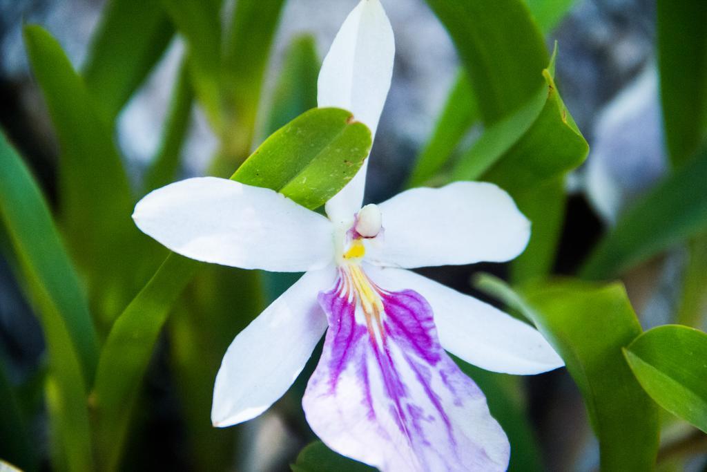 Pousada Da Mata Iriri Ngoại thất bức ảnh